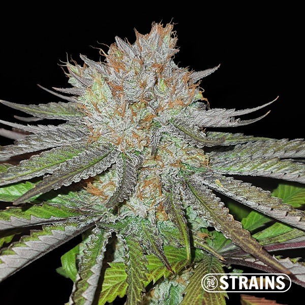 View MAC BX1 Capulator Regular-Samen GB Strains - GB The Green Brand