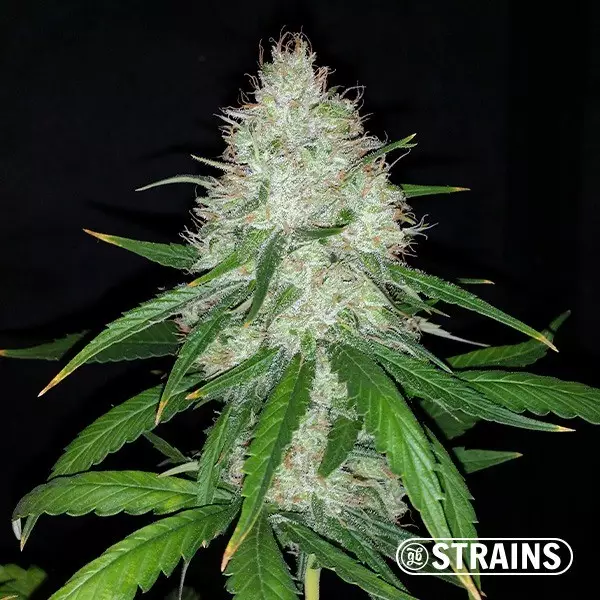 Auto Strawberry Cake CBD von GB Strains - GB The Green Brand