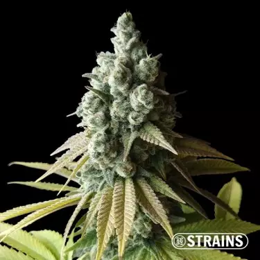 Chocolookies limitierte Auflage von GB Strains - GB The Green Brand