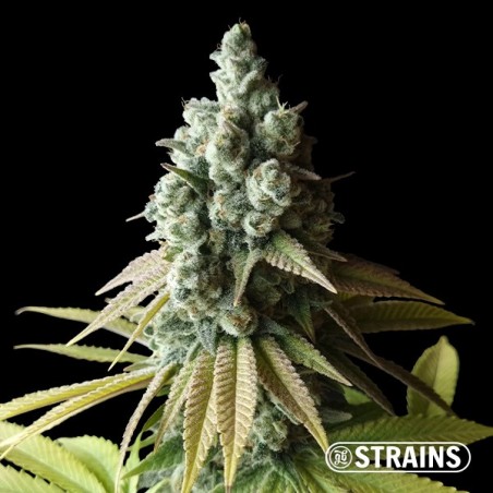 Chocolookies limitierte Auflage von GB Strains - GB The Green Brand