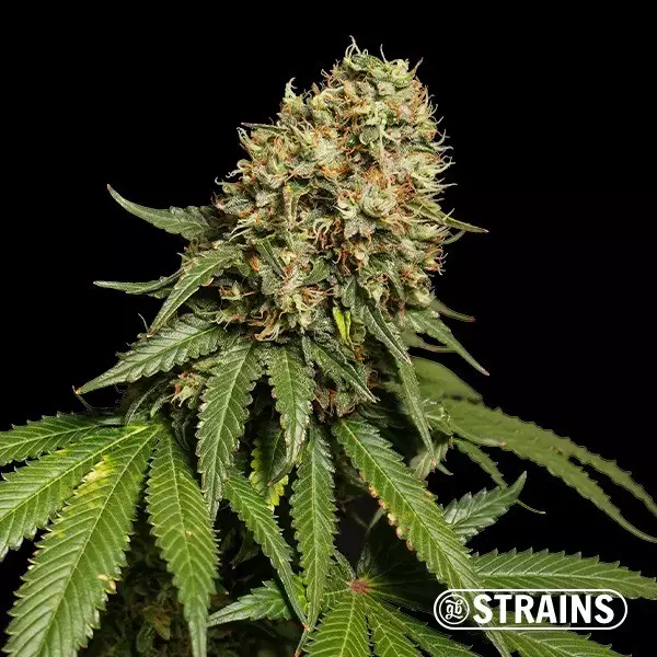 Sicht Blue Cheese Ultra Fast CBD GB Stämme - GB The Green Brand