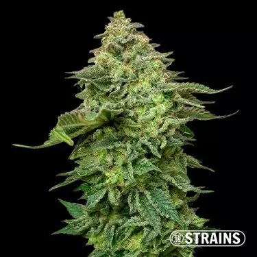 Strawberry Cake Ultra Fast CBG (Cannabigerol) GB Strains - GB The Green Brand