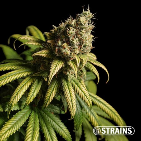 Strawberry Cake Ultra Fast CBD von GB Strains - GB The Green Brand