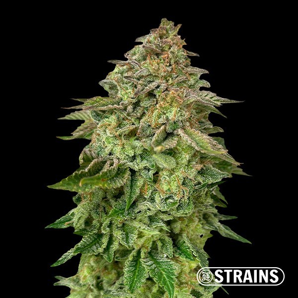 View Strawberry Cake Ultra Fast von GB Strains - GB The Green Brand