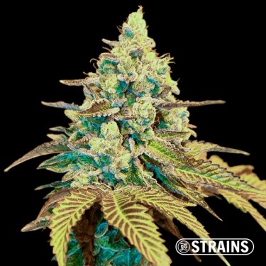 Auto Ice Cream Cake XXL GB Strains Samen - GB The Green Brand
