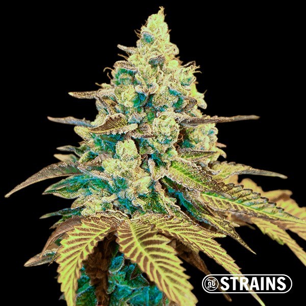 View Auto Ice Cream Cake XXL GB Strains Samen - GB The Green Brand