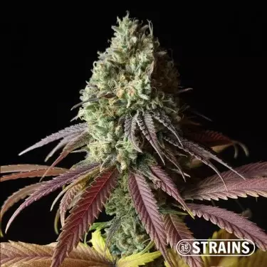 Auto Fruntz XXL Billige Samen GB Strains - GB The Green Brand