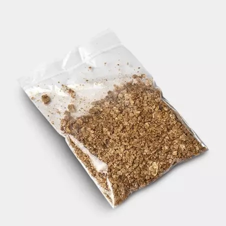 Copelandia Hawaiian Mushroom 🌸 Schnelle und starke Wirkung