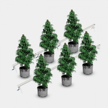Under Canopy LED 120W Solux Pflanzen