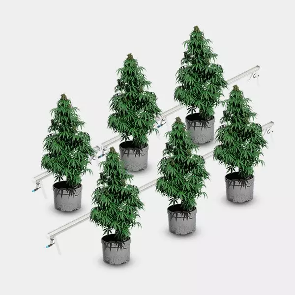 Under Canopy LED 120W Solux Pflanzen