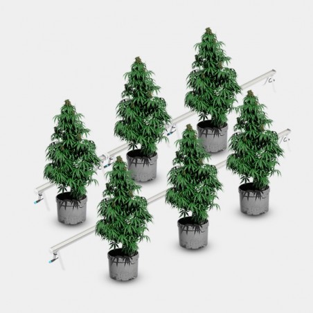 Under Canopy LED 120W Solux Pflanzen
