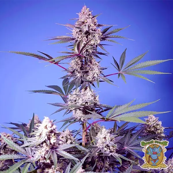 Sicht Mental Rainbow F1 Fast Version Samen - GB The Green Brand