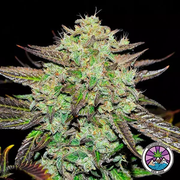 Sicht Purple Mango Kush feminisierte Samen - GB The Green Brand