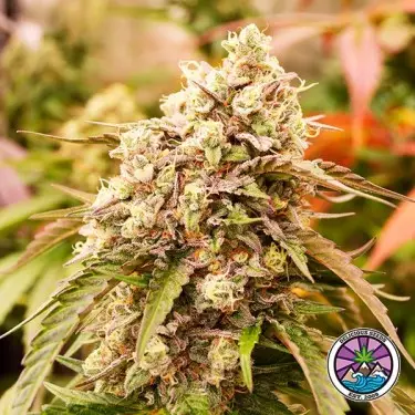 Sunday Punch Early Version