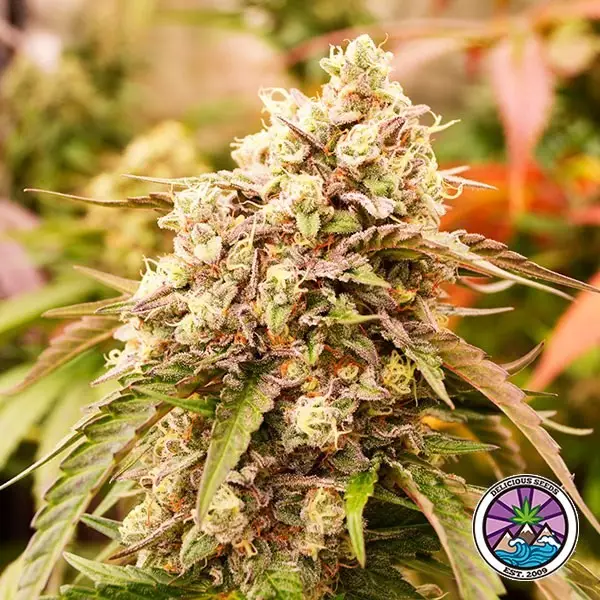 Sicht Sunday Punch Early Version