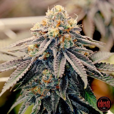 View Samen Sundae Punch de Elev8 Seeds - GB The Gren Brand