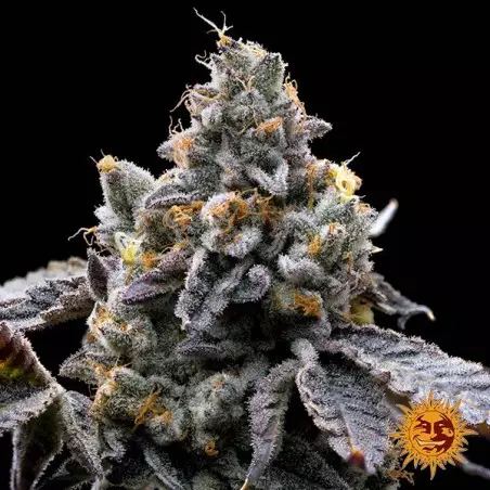 GMO Cookies