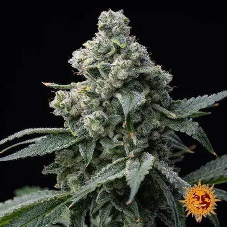 Bruce Banner Barney's Farm