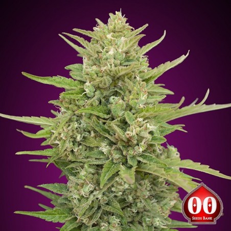 Auto Super Skunk von 00 Seeds | GB The Green Brand.net - GB The Green Brand