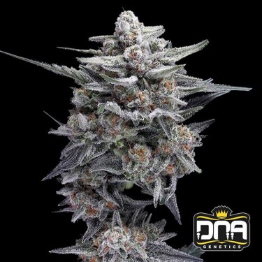 HG23 AKA Michael Jordan 🏀🥇 - GB The Green Brand