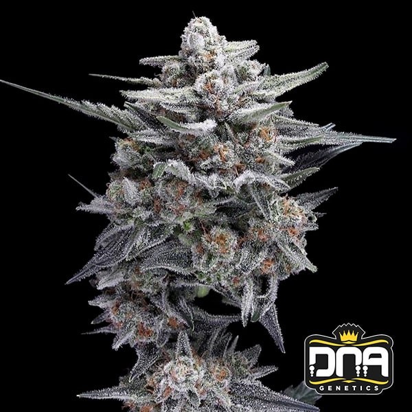 View HG23 AKA Michael Jordan 🏀🥇 - GB The Green Brand