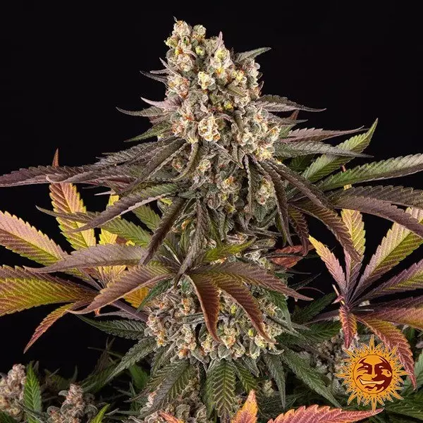 Sicht Samen Limoncello 🍋 de Barney's Farm - GB The Green Brand