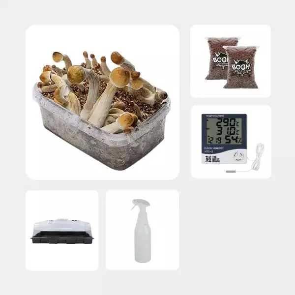 Günstiges Pilzzuchtset Mexicanas