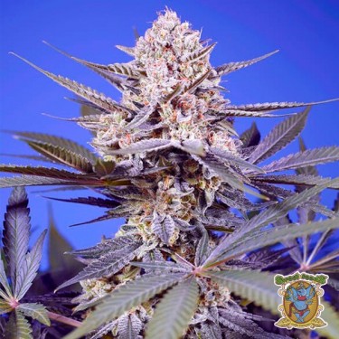 View Samen Pineapple Slush XL Auto 🍍 - GB The Green Brand