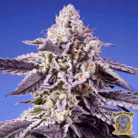 🥭Tropical & Delicious Mix de Sweet Seeds 🍈 - GB The Green Brand