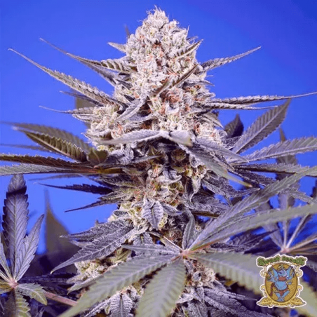 🥭Tropical & Delicious Mix de Sweet Seeds 🍈 - GB The Green Brand
