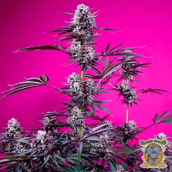 Fruity & Delicious Mix Sweet Seeds 🍓🍋- GB The Green Brand