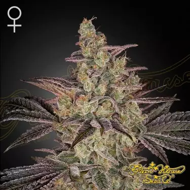 Samen Frosted Guava Auto 🥭🧊 - GB The Green Brand
