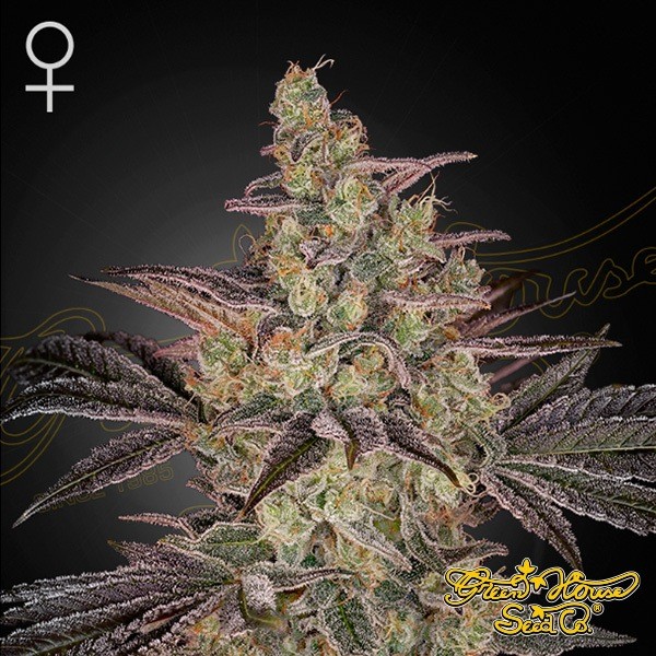 View Samen Frosted Guava Auto 🥭🧊 - GB The Green Brand