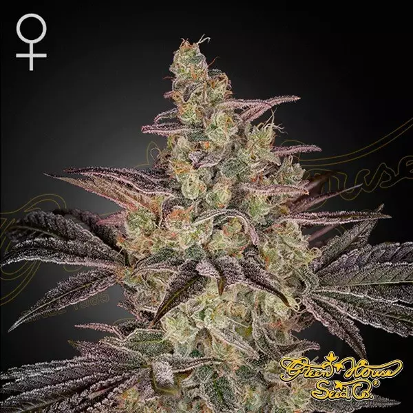 Frosted Guava Auto Samen Frosted Guava Auto 🥭🧊 - GB The Green Brand