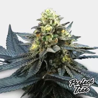 Blue Peach de Perfect Tree 🔵 🍑 - GB The Green Brand