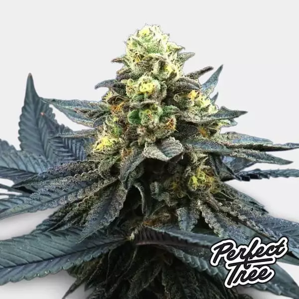 Blue Peach de Perfect Tree 🔵 🍑 - GB The Green Brand