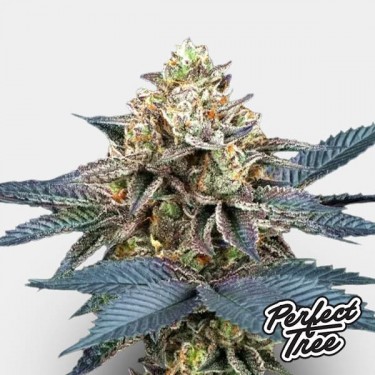 Samen Picchu de Perfect Tree ⛰️ - GB The Green Brand