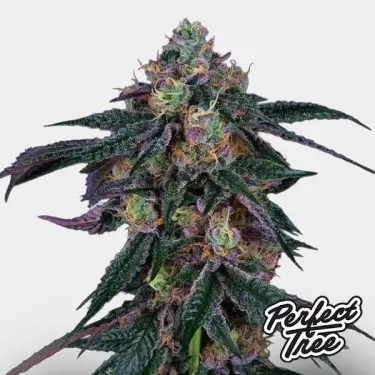 Midnight Sunset de Perfect Tree 🌇 - GB The Green Brand