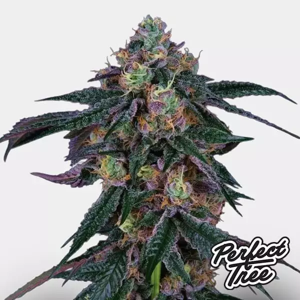 Midnight Sunset de Perfect Tree 🌇 - GB The Green Brand