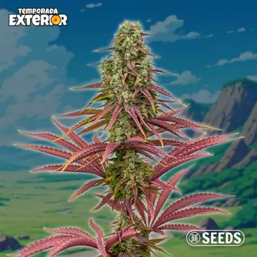 The Mother Plant (Limitierte Auflage)