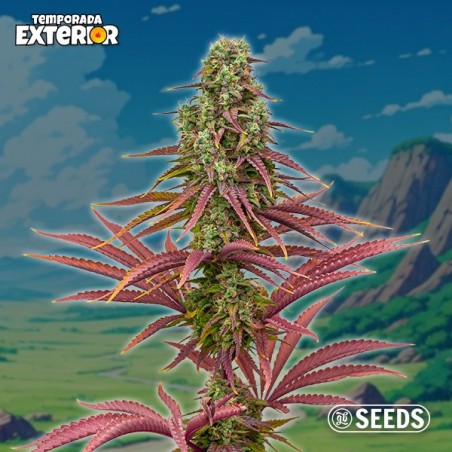 The Mother Plant (Limitierte Auflage)