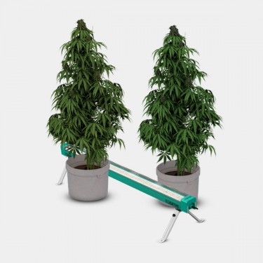 GB Lighting Under Canopy 120W PRO LED Detailansicht Pflanzen im Betrieb