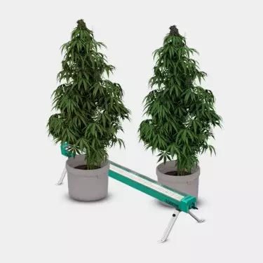 GB Lighting Under Canopy 120W PRO LED Detailansicht Pflanzen im Betrieb