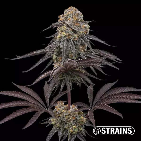 Strain Box 3