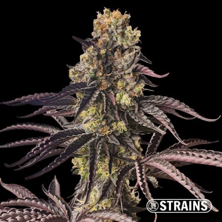 Strain Box 3