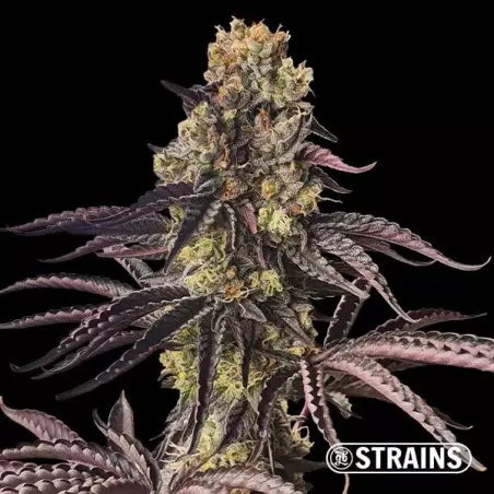 Strain Box 3