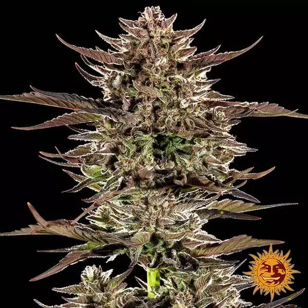 Sicht Frosted Zinn x 3 Bears Auto