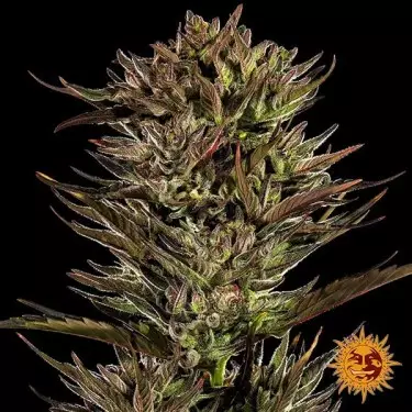 Thin Mint x Sour Pinot Auto 🍇- GB The Green Brand