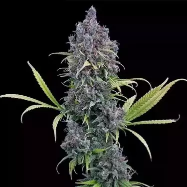 Durban Thai x C99 von Brothers Grimm - GB The Green Brand