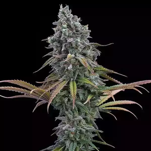 Sicht Space Queen XX von Brothers Grimm - GB The Green Brand